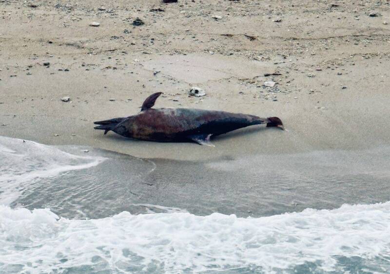 澎澎灘發現鯨豚陳屍 通報澎湖縣政府農漁局