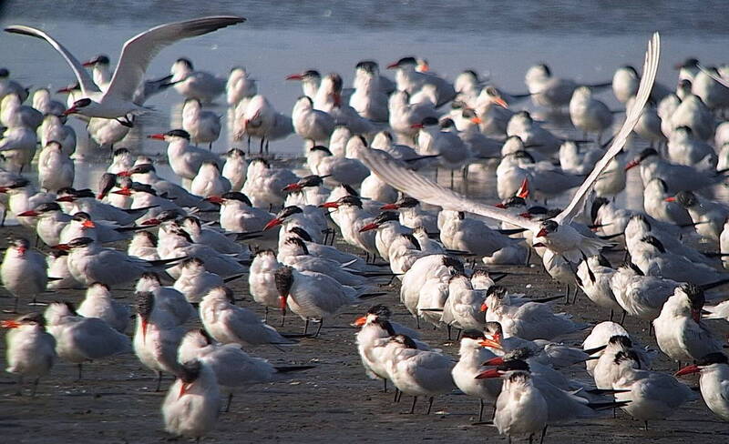 世界最大型燕鷗台南大爆發 台江記錄破千隻原因曝光