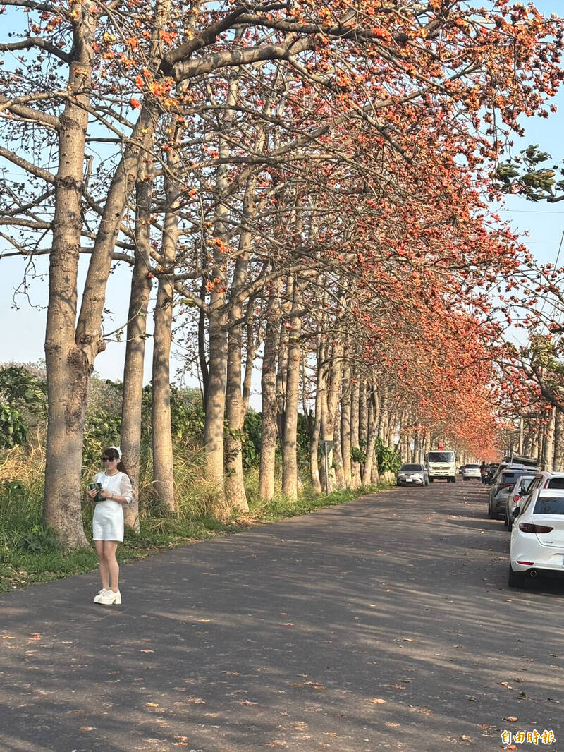 埤頭打造賞花棧道獲好評 遊客為拍美照卻寧與車爭道
