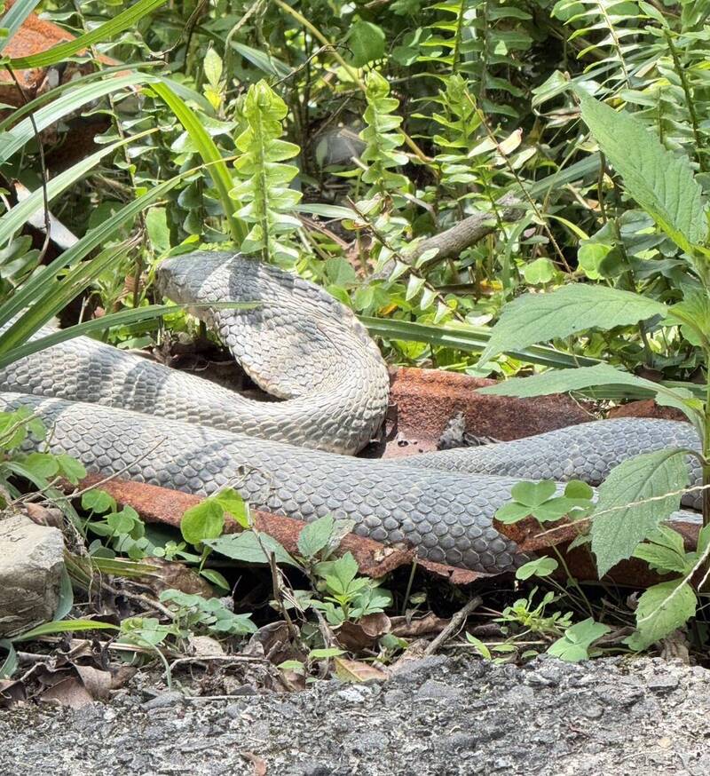 冬眠結束了!宜蘭燈篙林道驚見成人手臂粗眼鏡蛇「曬太陽」