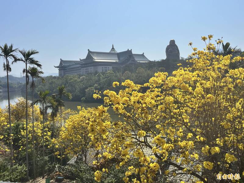 竹縣黃花風鈴木綻放迎春 把握花期賞花請趁早