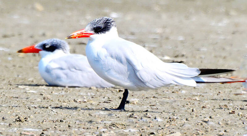 《TAIPEI TIMES》Caspian tern population surges in Tainan park