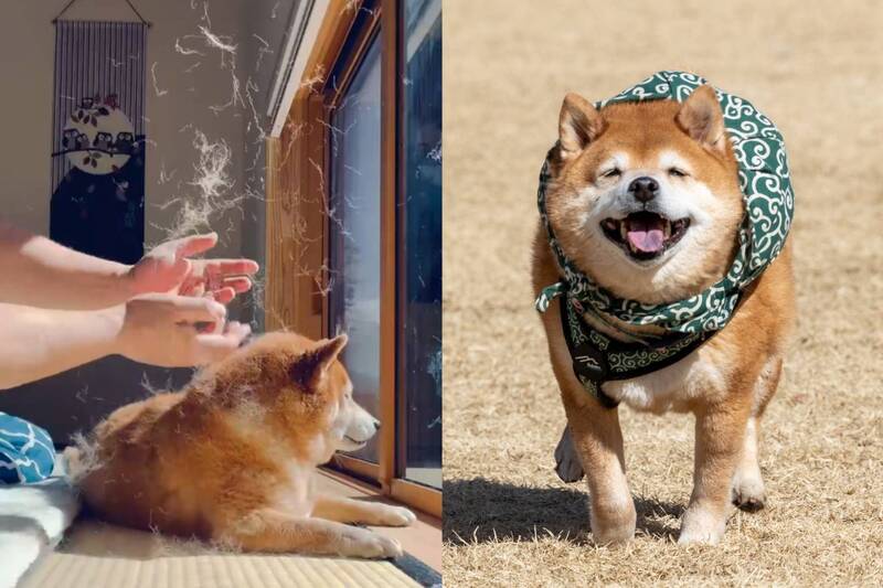 比氣象局還準!柴犬「廢毛滿天飛」宣告春天來了 獲全網共鳴