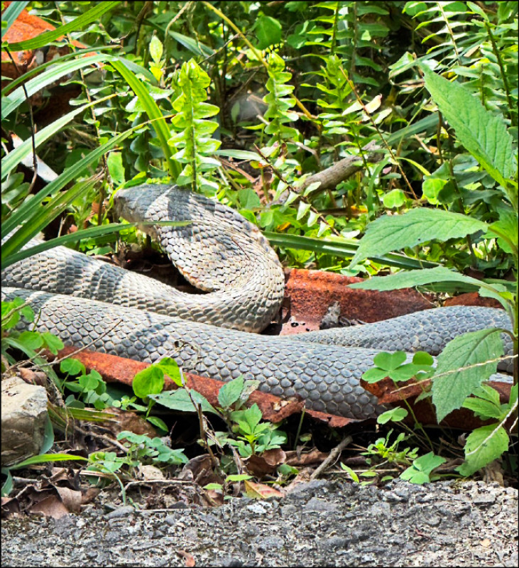 宜縣燈篙林道 驚見眼鏡蛇曬太陽