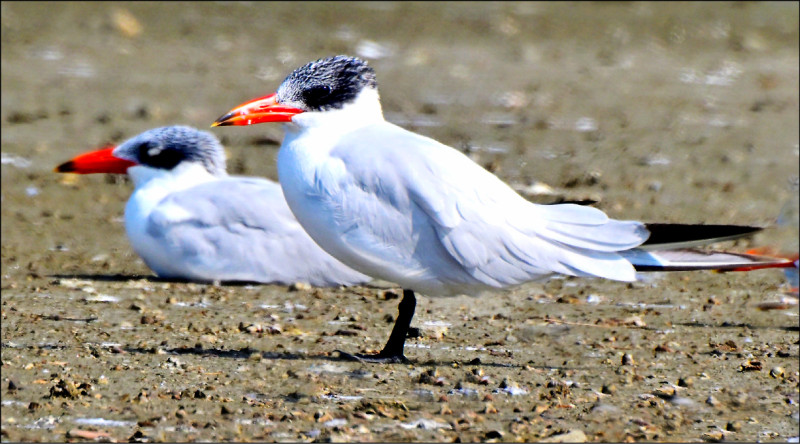 致力棲地改善獲回報 台江「裡海燕鷗」突破1500隻