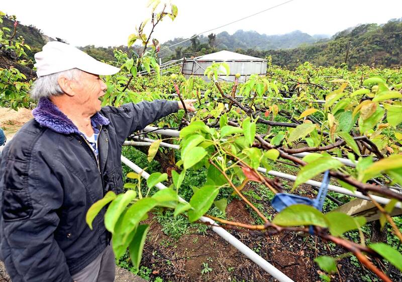 中央公告苗栗縣高接梨為現金救助地區 每公頃救助62000元