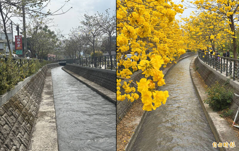員林八堡一圳黃花風鈴木花季報銷 這2主因影響大