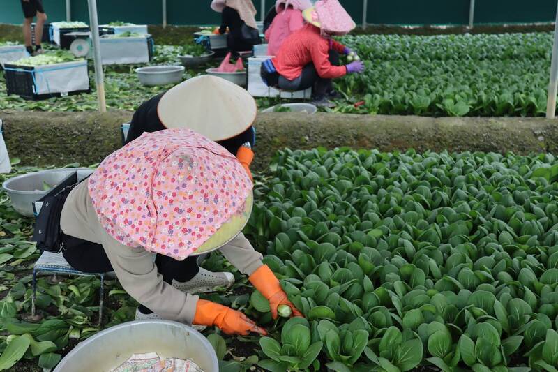 農糧署推線上申辦系統 農業移工雇主資格認定時程縮短至20天內