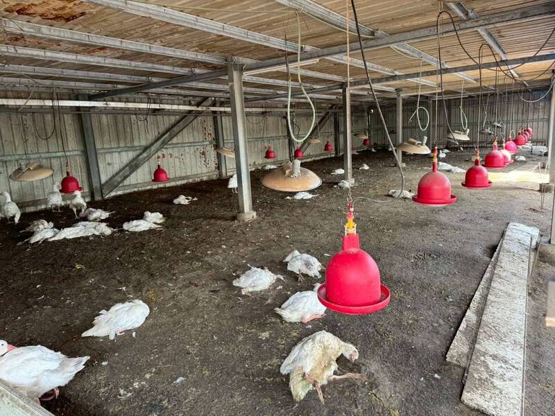 時隔13天再爆禽流感撲殺883隻鵝!雲林動防所:與月初疫情無關聯