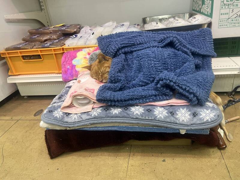 日本店貓被抓包上班「蓋小毯毯度估」 偷懶萌樣逗樂全網