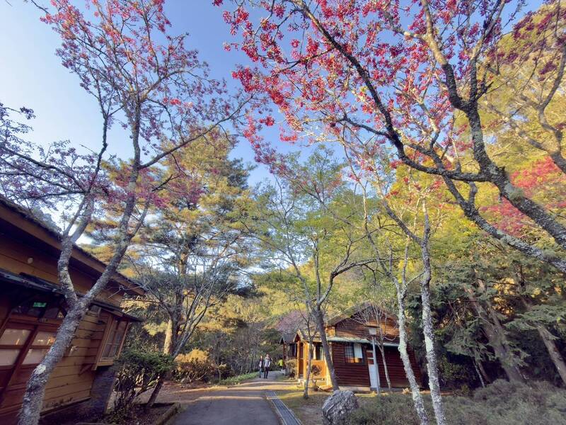 大雪山霧社櫻綻放 雪白櫻花與紅粉山櫻共譜春日浪漫