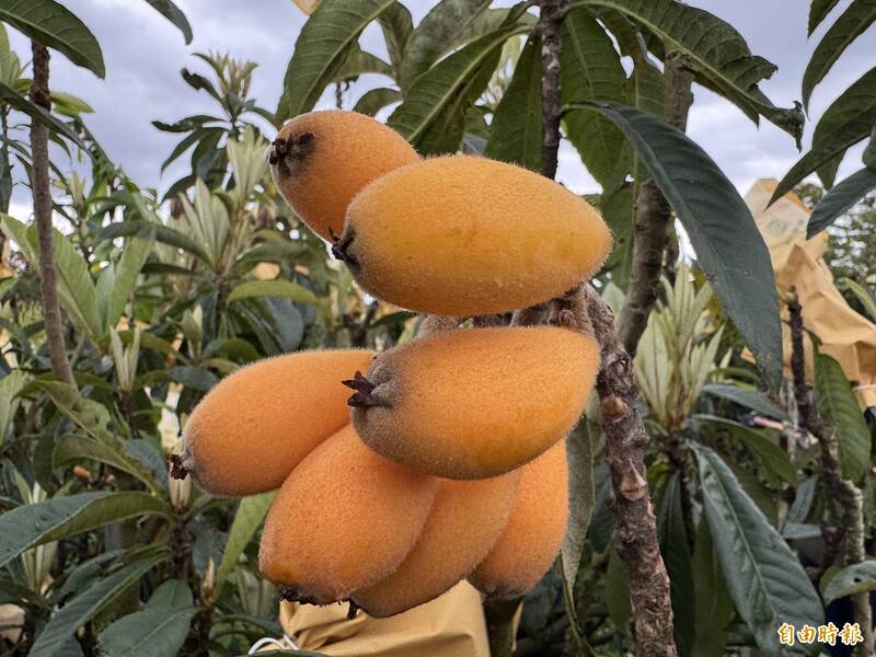 天熱降產、老農凋零 台中新社枇杷種植面積減約100公頃