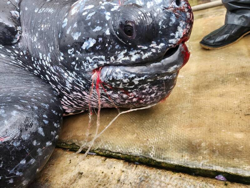 搶救革龜遺憾落幕!中華鯨豚協會怒斥某組織「割稻尾」消費救援成果