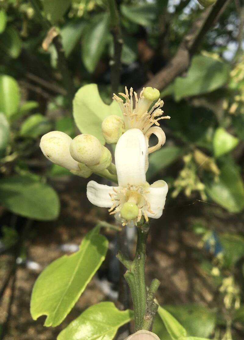 文旦開花期當心小黃薊馬! 農改場提5大防治要點
