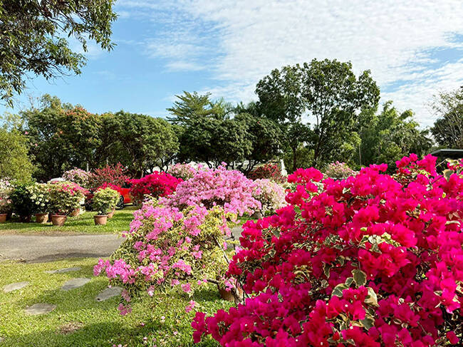 花草迷衝啊! 台南超人氣魚頭君帶路6大春日花海