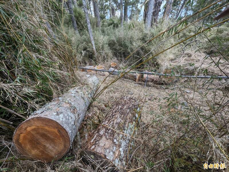 「三六九山莊」重建砍冷杉監院糾正 國家公園署回應了