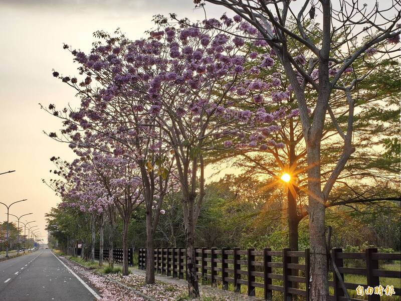 提前「上妝」!台南洋紅風鈴木大道美呆了