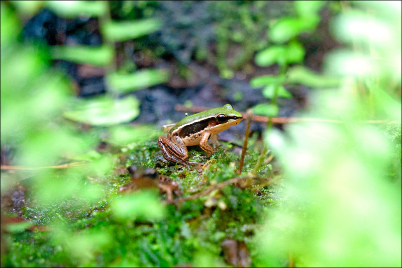 復育台北赤蛙 動物園解說教育駐站