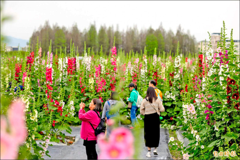 提前盛開 員林蜀葵花季28日登場
