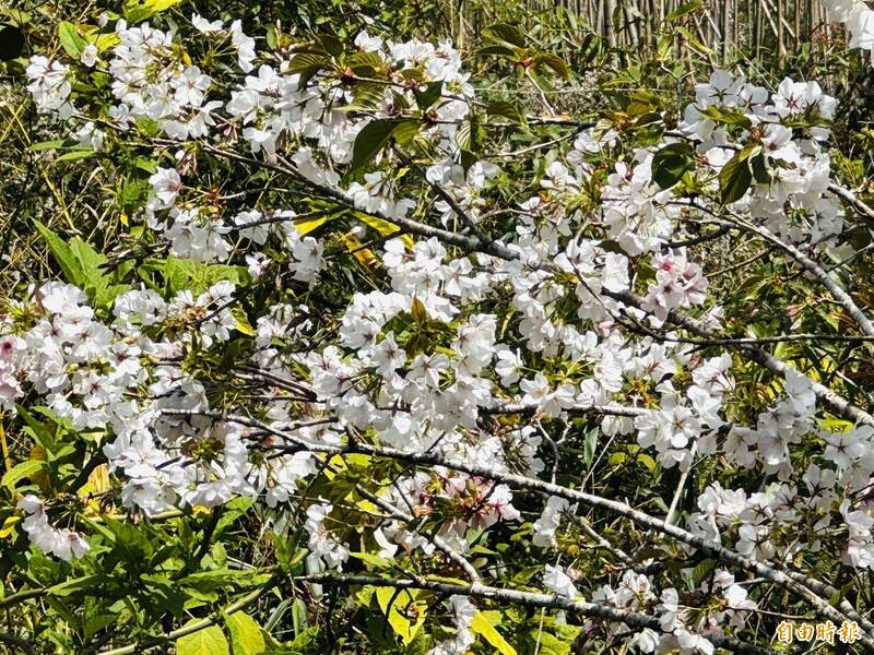 阿里山遊樂區外零星櫻花綻開 宛如「一本櫻」成拍照亮點