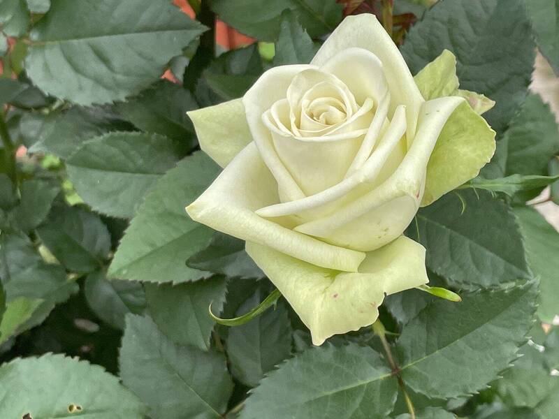 集結台日育種大師心血 來士林官邸玫瑰園賞「藍色引力」、「抹茶玫瑰」