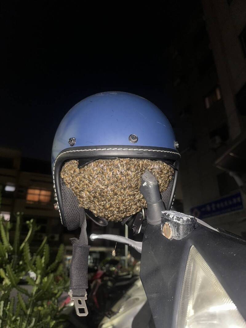 好恐怖!安全帽布滿上千蜜蜂伸手被叮