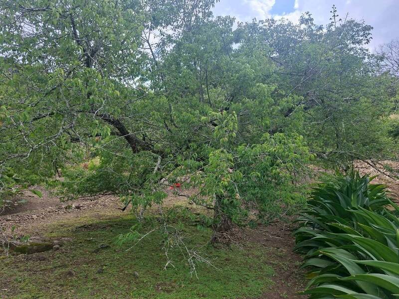 花蓮梅農苦等無雨 部份農園「一顆梅子都沒結」報農損