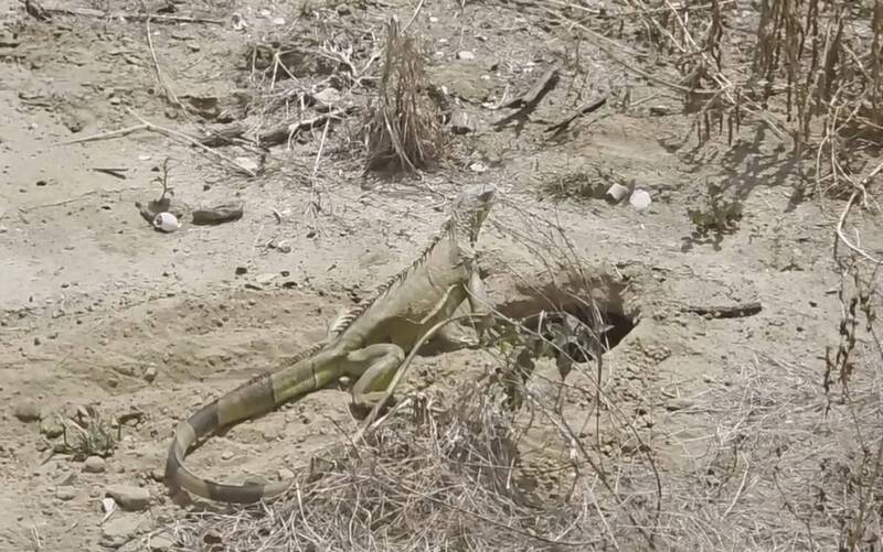 社區發現綠鬣蜥孵蛋 仁德成功里盼加強防制