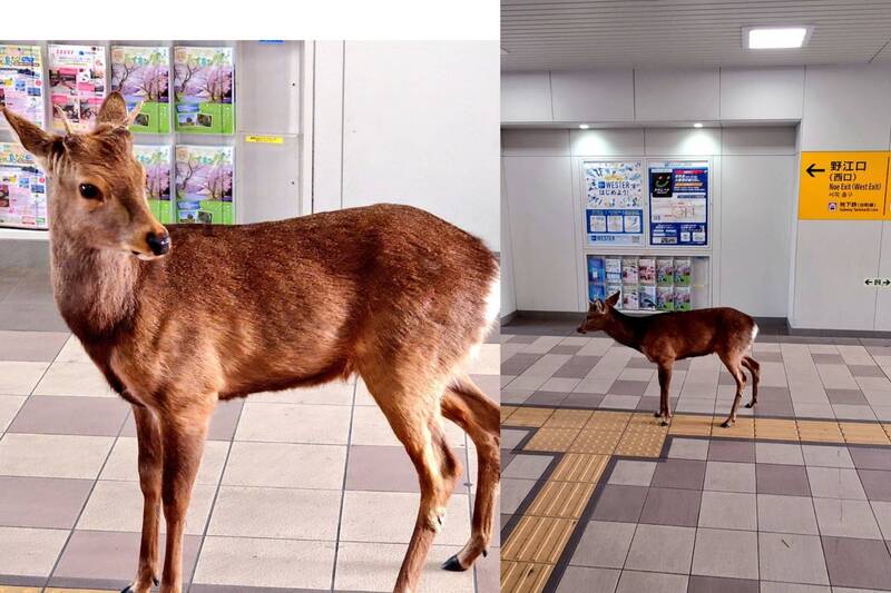 過度繁衍?「奈良鹿」被通報出沒20公里外大阪公園、JR車站