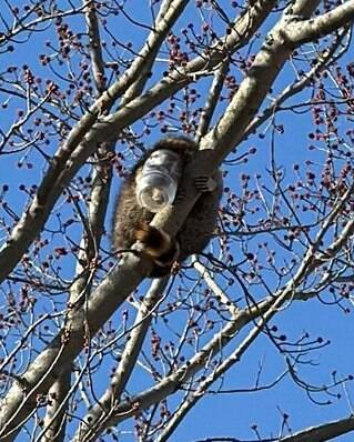 笑翻!貪吃浣熊頭卡在花生醬罐子裡 消防員熱心救援