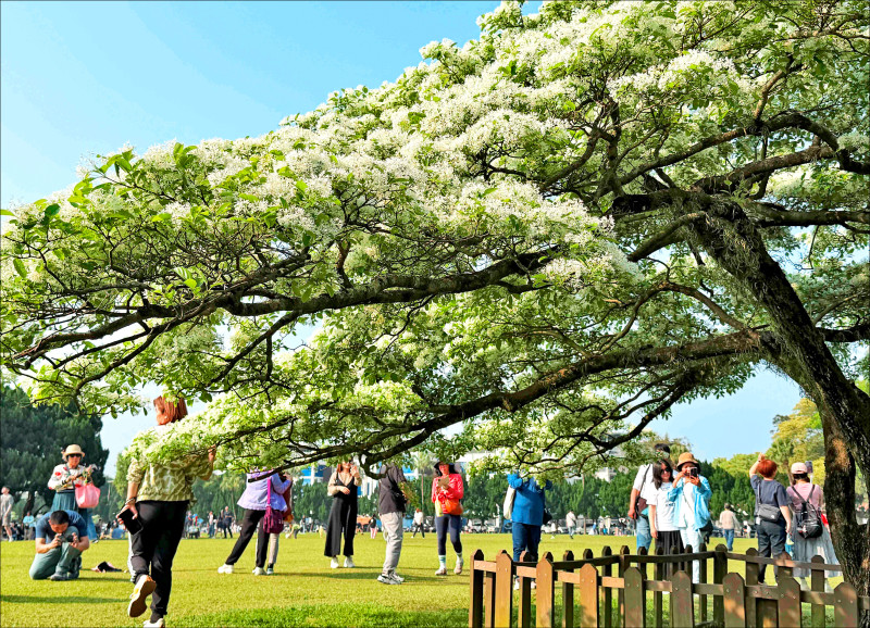 北水分署園區 流蘇花盛開