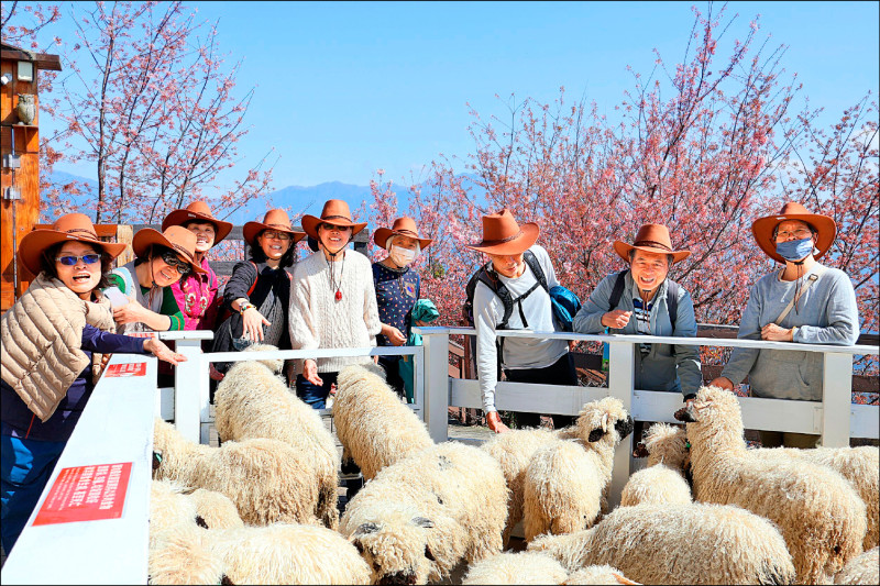 帶動高山觀光 清境攜手梅峰農場推春季遊程