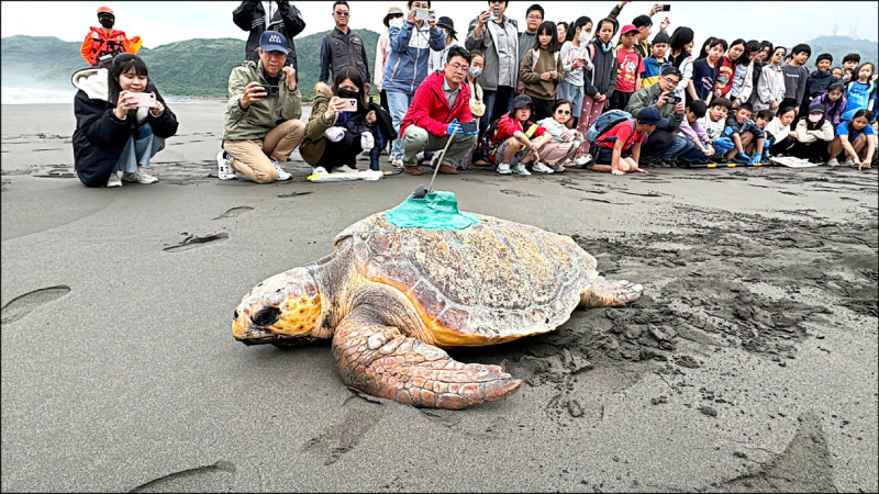 挺過螺旋槳撞擊死劫 赤蠵龜「碳吉」野放大海