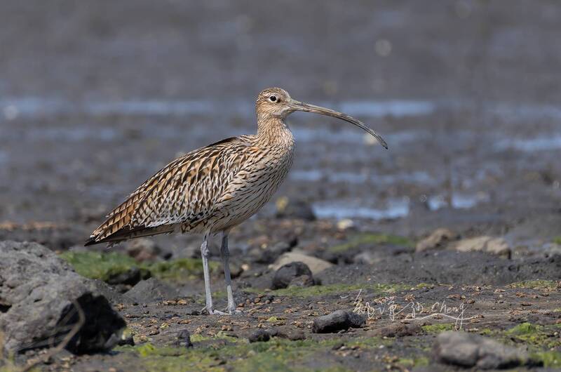 罕見過境鳥黦鷸 睽違10年重現澎湖馬公菜園濕地