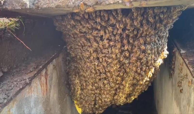 驚!嘉市國中校園水溝藏大蜂窩 一掀蓋逾萬隻蜜蜂齊舞