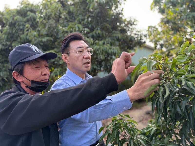 暖冬致花芽分化失常 糯米荔枝恐「零收成」