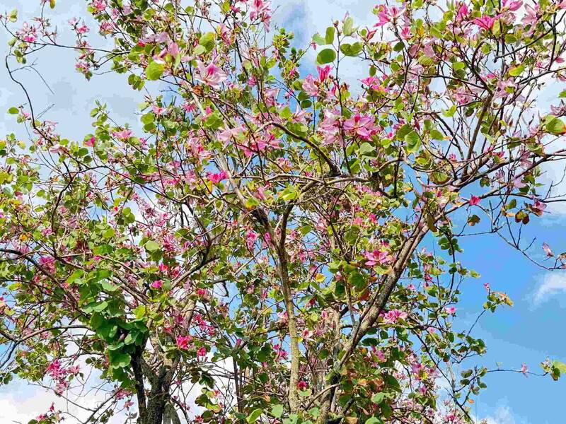 板橋河濱公園「羊蹄甲」盛開 粉色花朵點亮春季新北河岸