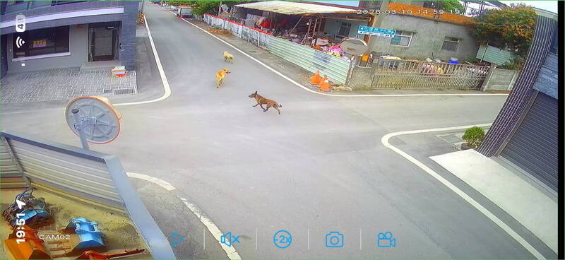 「兇手」不見了!埤頭阿嬤遭3惡犬狂咬險喪命 動防所:抓到重罰