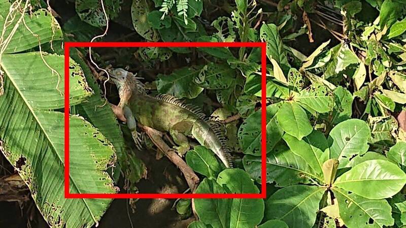 台南綠鬣蜥暴增1.5倍 陳亭妃籲中央:鎖定熱點精準移除