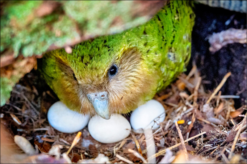 中英對照讀新聞》A bumper berry harvest has New Zealand’s weird flightless parrot in a rare mood for romance 1種漿果大豐收,讓紐西蘭奇特且不會飛的鸚鵡,陷入罕見的戀愛情緒中