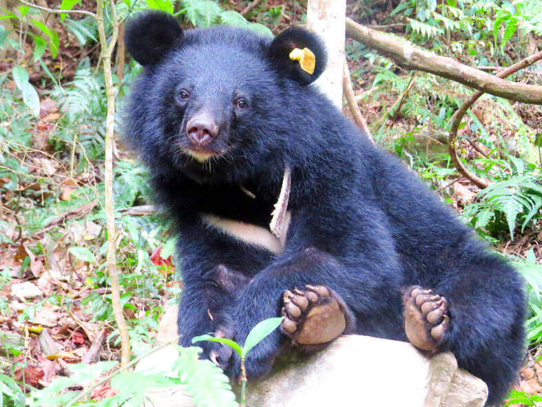 《TAIPEI TIMES》 Formosan black bear population in Taiwan revealed