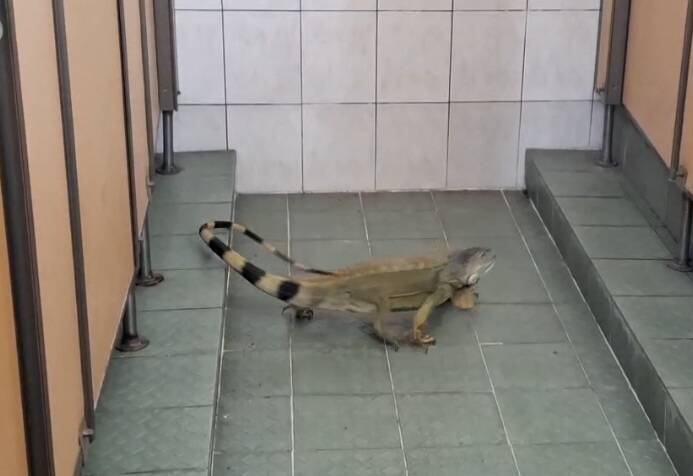 綠鬣蜥闖高雄活動中心喝水 達人「獵龍」狂抓34隻