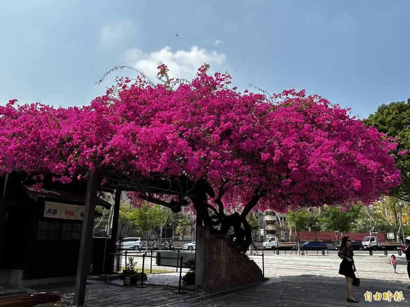 大爆花!台中百年九重葛桃紅瀑布傾洩 網友:像電影場景
