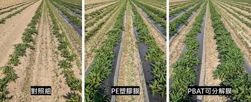 農膜敷蓋栽培地瓜 每公頃產量增逾2倍、淨利收益增6萬