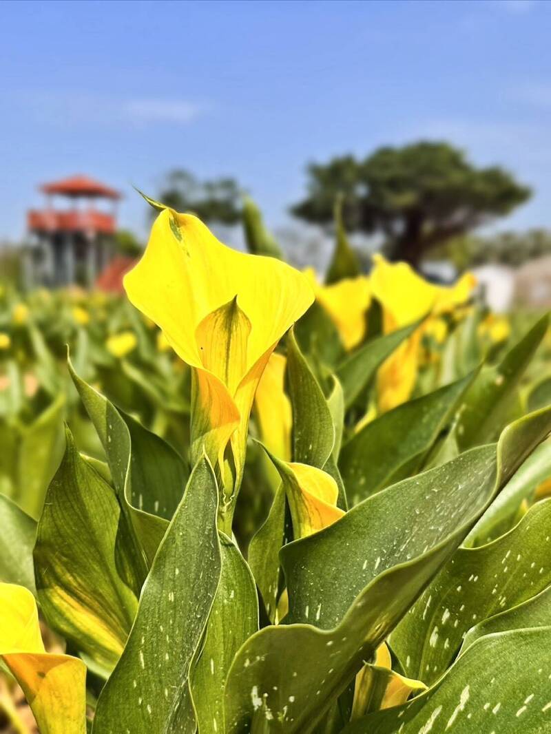 逾6.5萬株爭艷！ 桃園彩芋季3/27登場