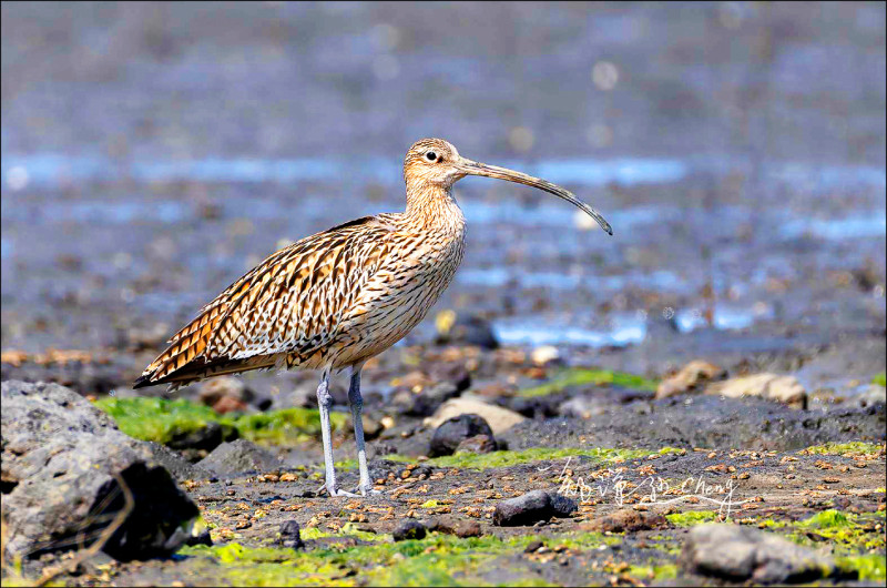 睽違10年再見稀客 瀕危「黦鷸」現身馬公濕地
