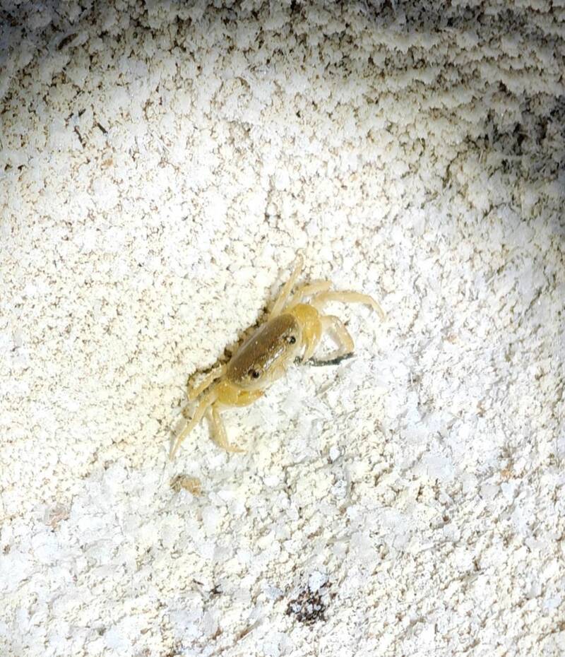 高雄林園駱駝山水龍洞探秘  發現台灣特有種黃灰澤蟹