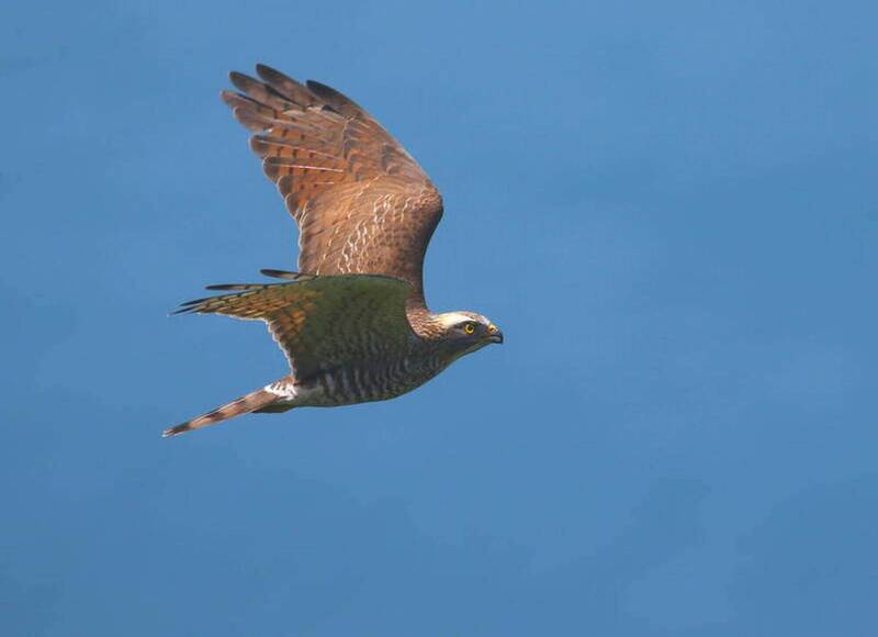 驚喜！彰化市上空上百隻灰面鵟鷹盤旋 市民驚呼太罕見