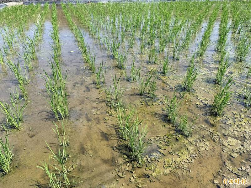 乾旱水情吃緊!烏溪分區輪灌恐至5月 鳥嘴潭人工湖不取水