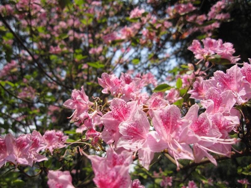 惠蓀林場粉嫩杜鵑綻放 春日賞花觀螢好去處